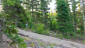View of tree filled area