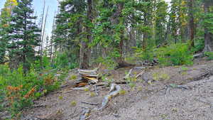 View of local wilderness