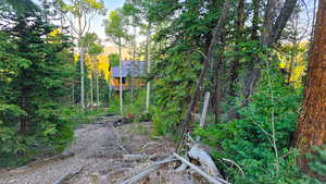 Exterior view of a forest