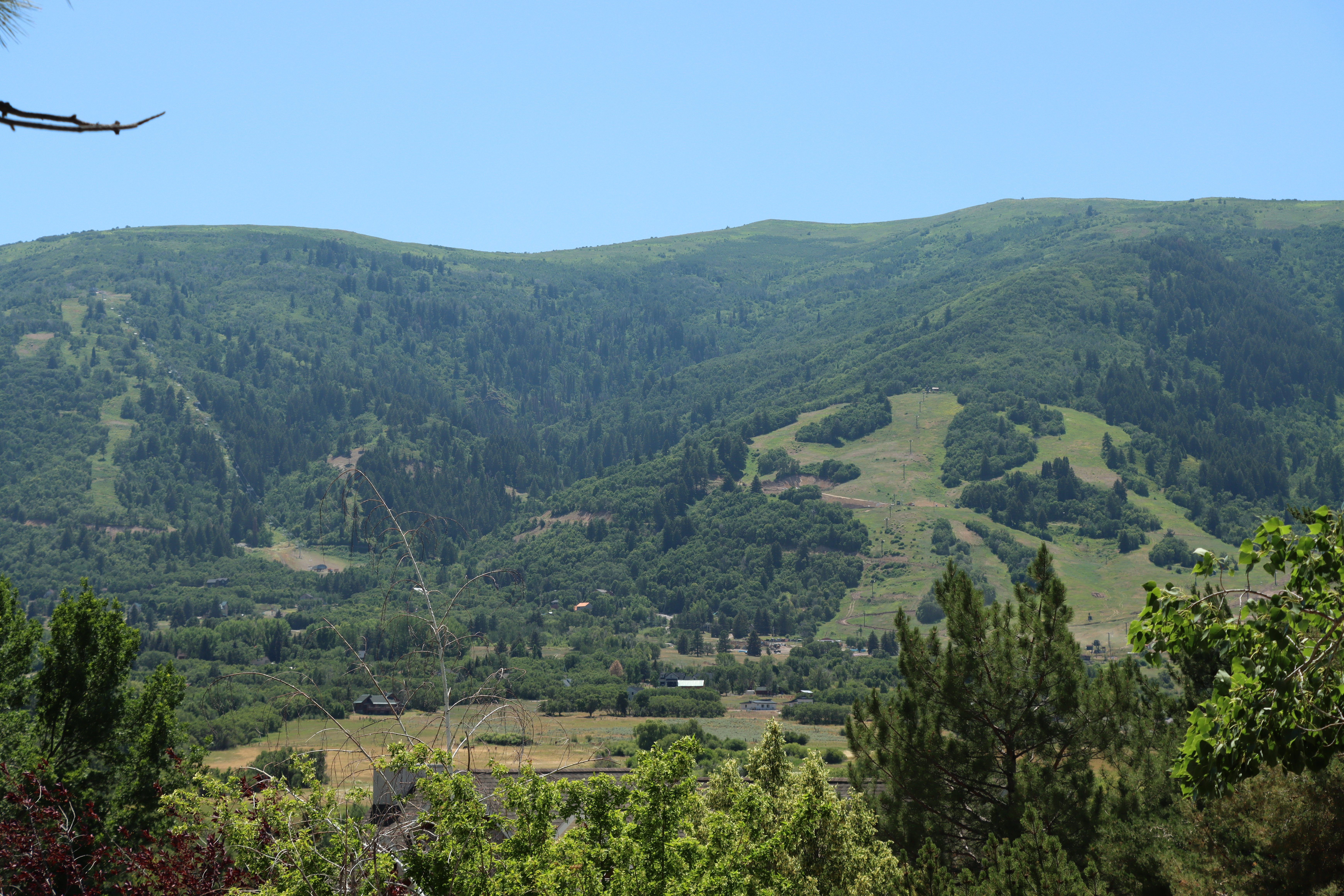 View of mountain background with a heavily wooded area