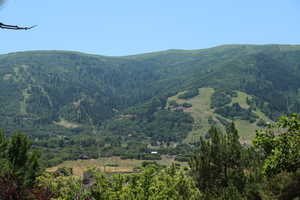 View of mountain background with a heavily wooded area