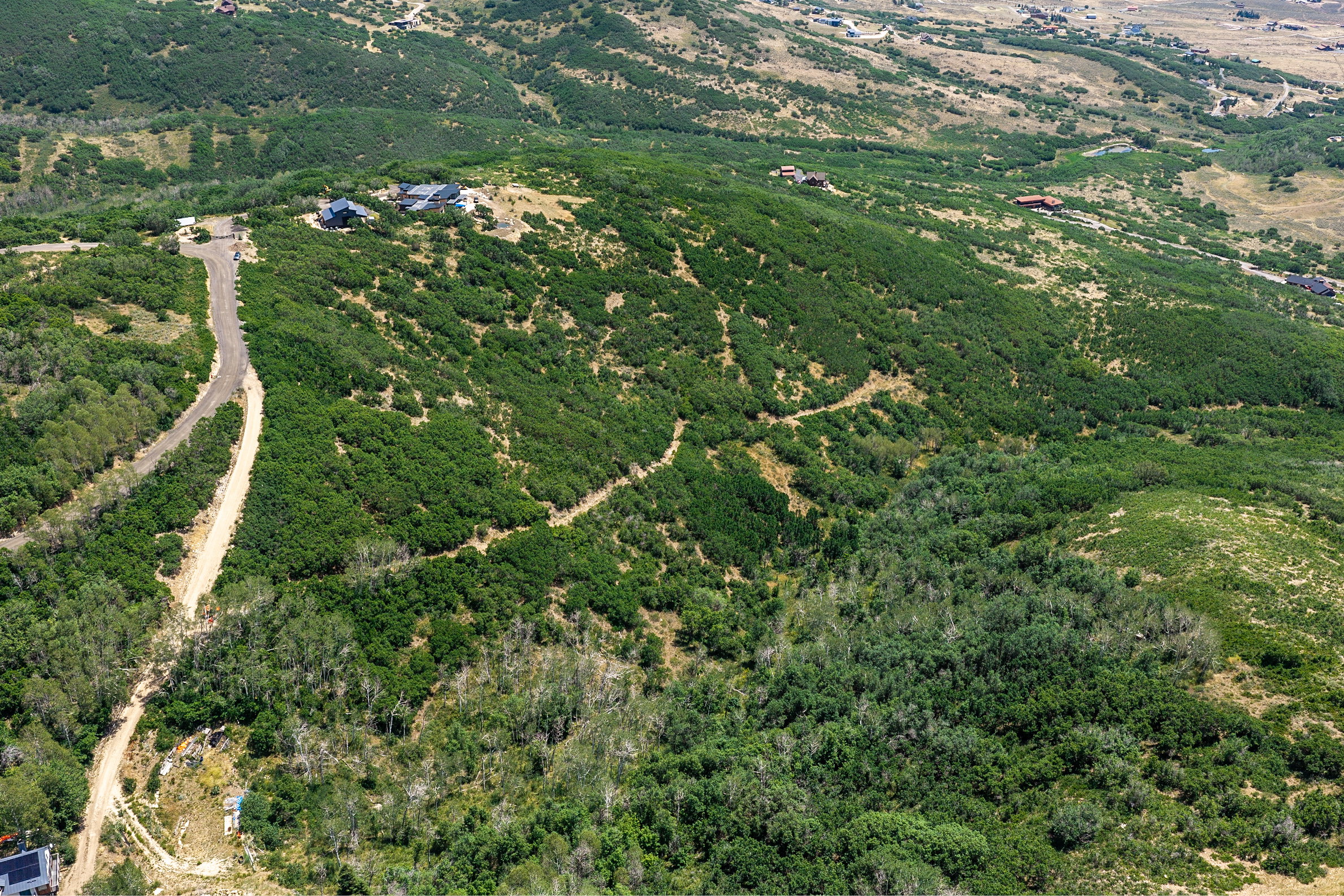 Expansive green landscape featuring varied tree cover and a winding unpaved road