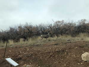 View of local wilderness