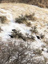 View of local wilderness