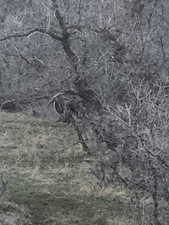 View of local wilderness