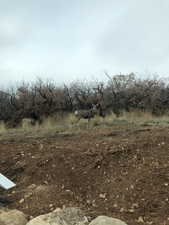 View of local wilderness