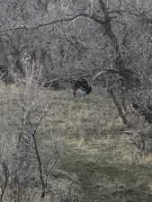 View of local wilderness