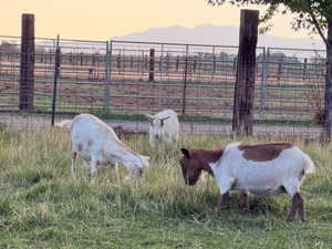 View of yard featuring a view of rural / pastoral area