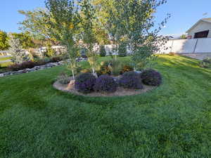 View of yard in the summer