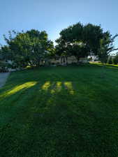 View of grassy yard in the summer