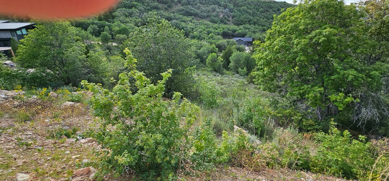 Wooded hillside property offering mature trees and natural vegetation
