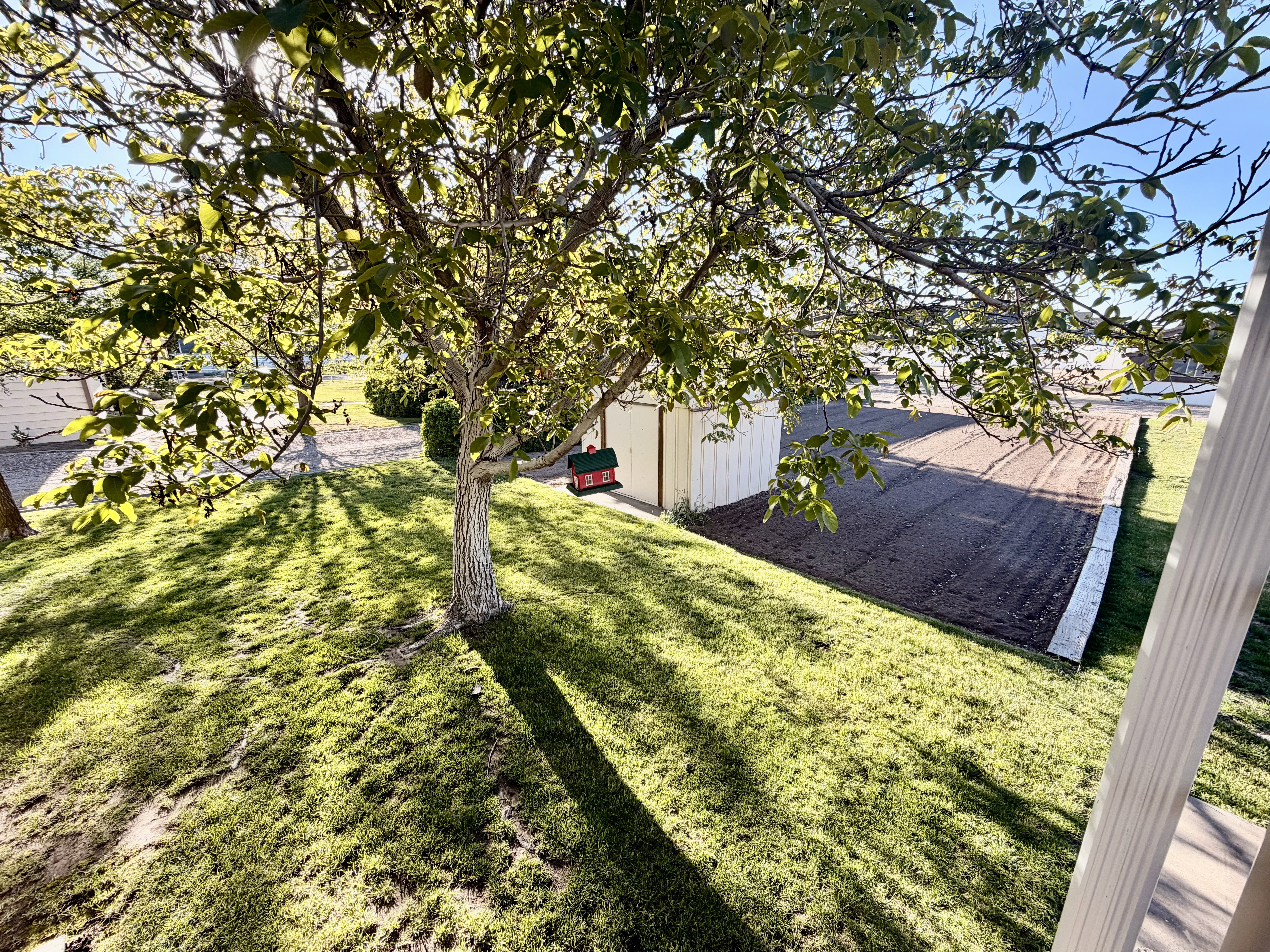 Manicured lawn with a mature deciduous tree