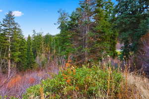 View of local wilderness