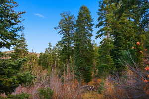 View of tree filled area