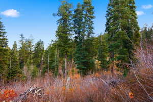View of undeveloped land