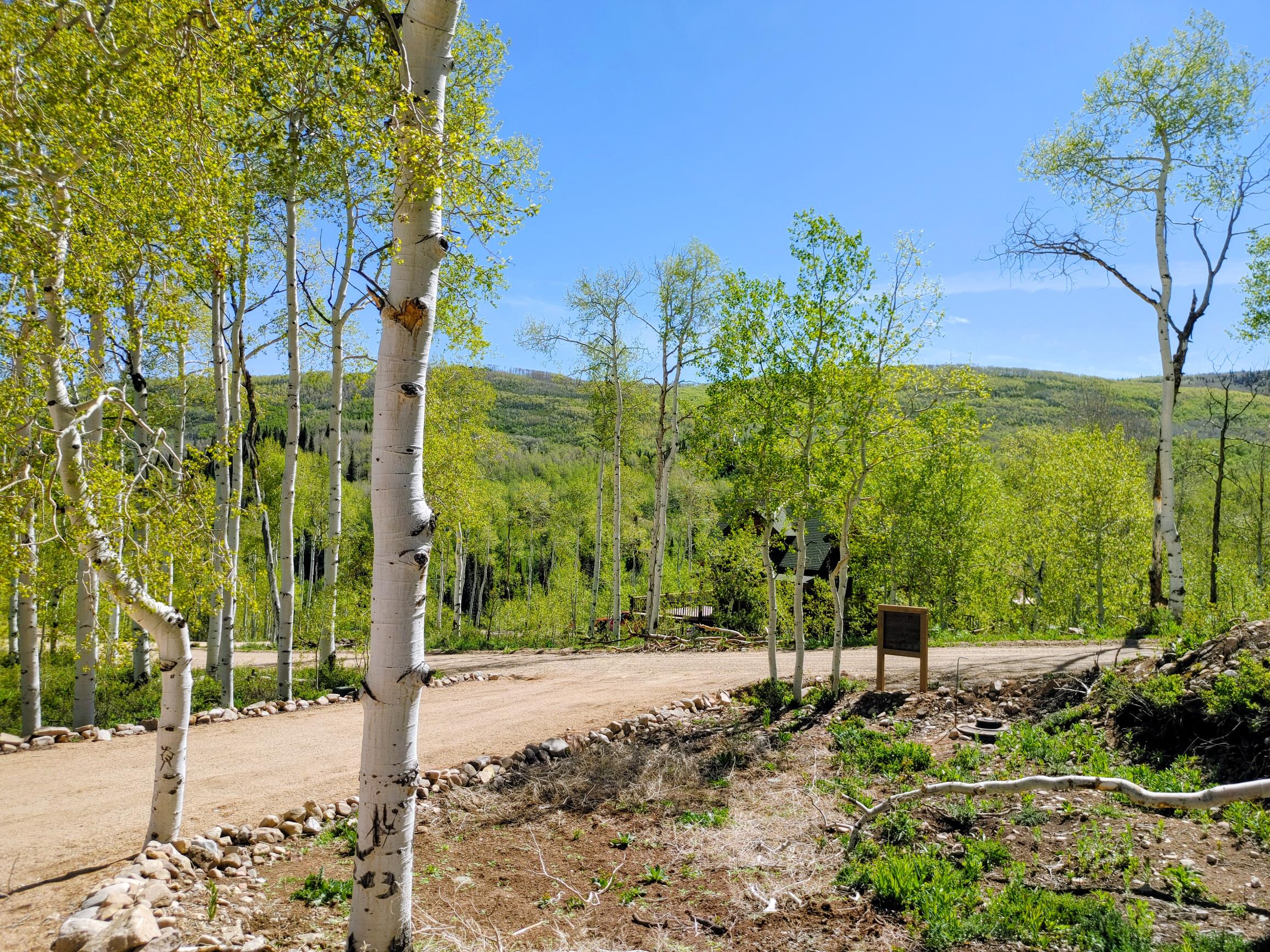 Natural landscape featuring a dirt road, mature aspen trees, and a distant tree-covered hillside