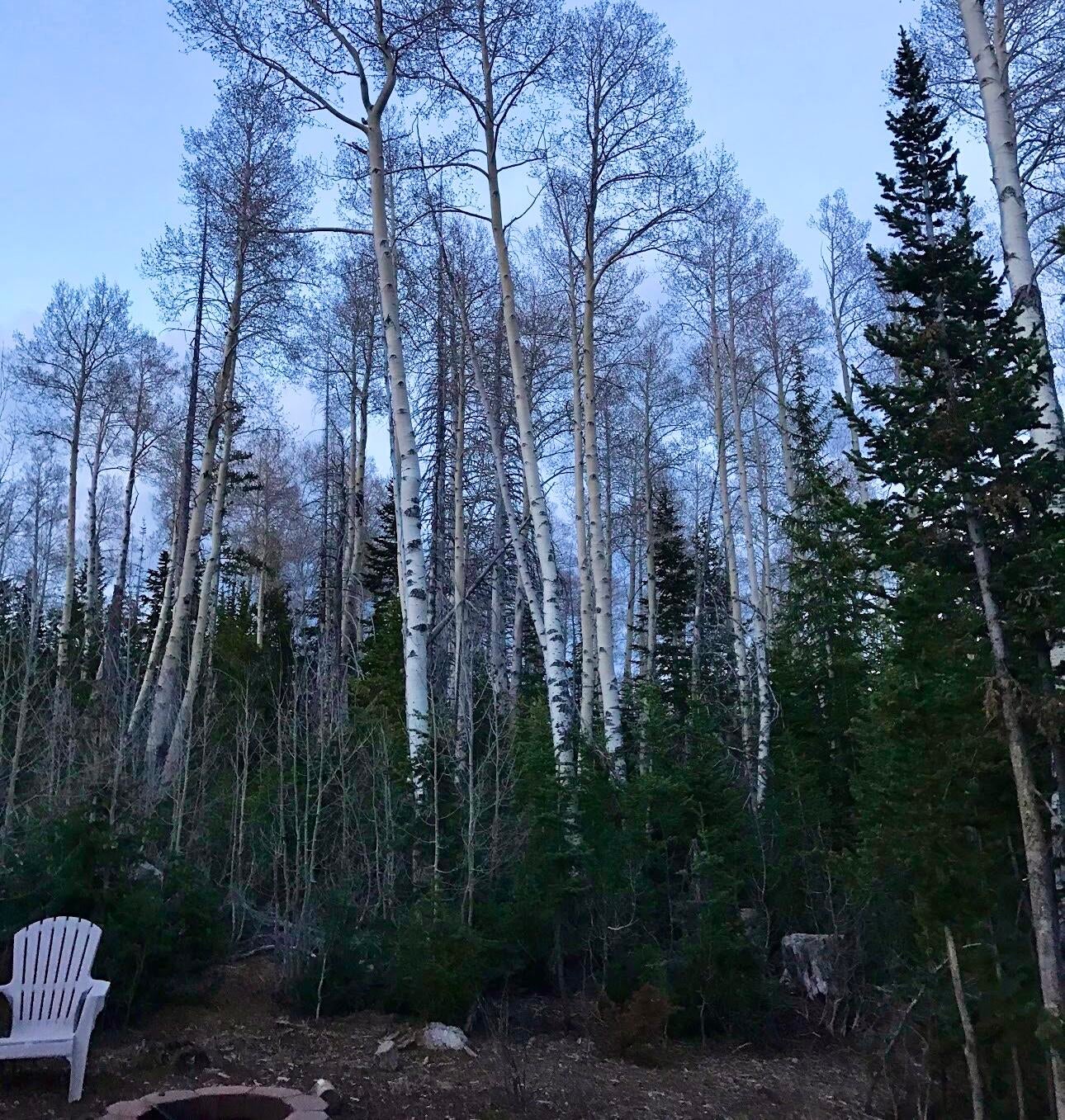View of local wilderness