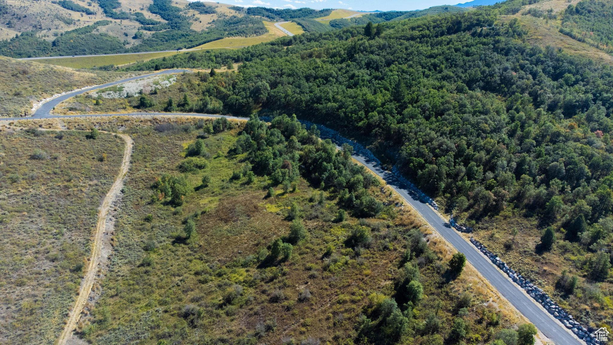 Bird's eye view of a forest