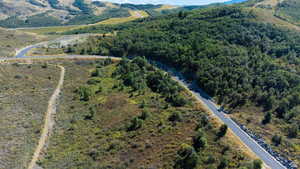 Bird's eye view of a forest