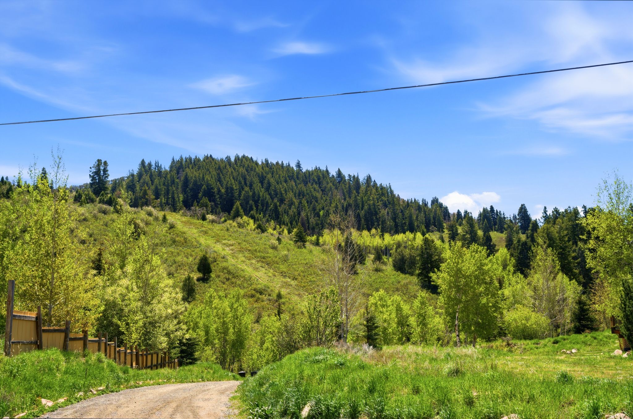 Rolling green hills with mature deciduous and evergreen trees, featuring a natural landscape and a partially visible wooden fence