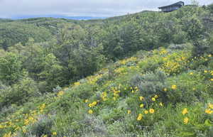 View of mountain backdrop featuring a heavily wooded area