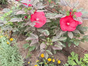 Garden Image from last summer