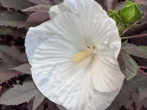 flower from the garden