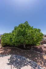 View of mature fig tree in backyard.