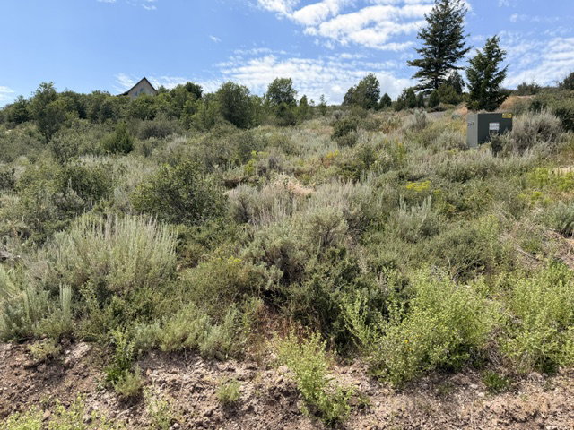Expansive hillside lot featuring diverse natural vegetation, a utility box, and distant evergreen trees