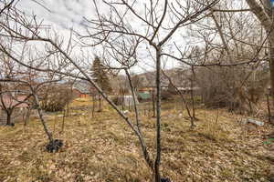 Orchard
