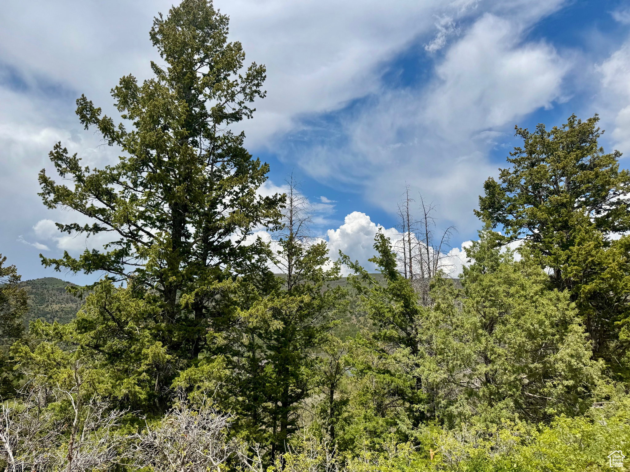 View of tree filled area