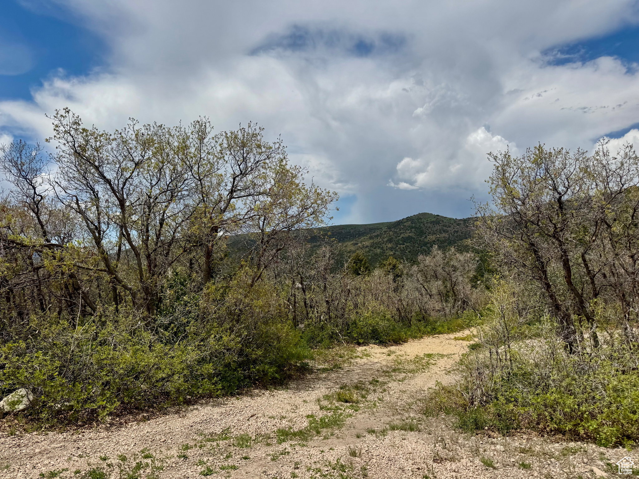 View of mountain background with a forest