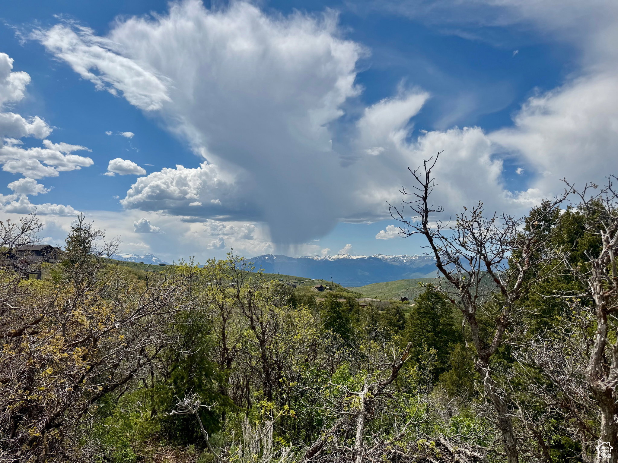 Mountain view featuring a heavily wooded area