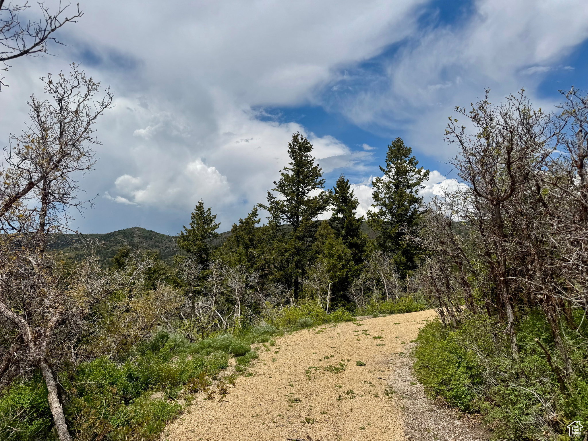 View of woods