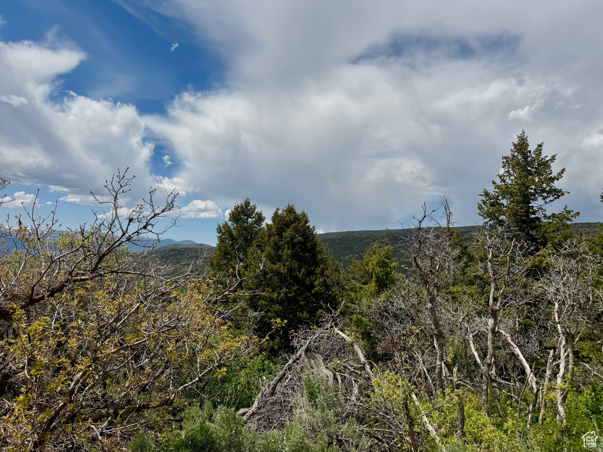 View of mountain backdrop with a heavily wooded area