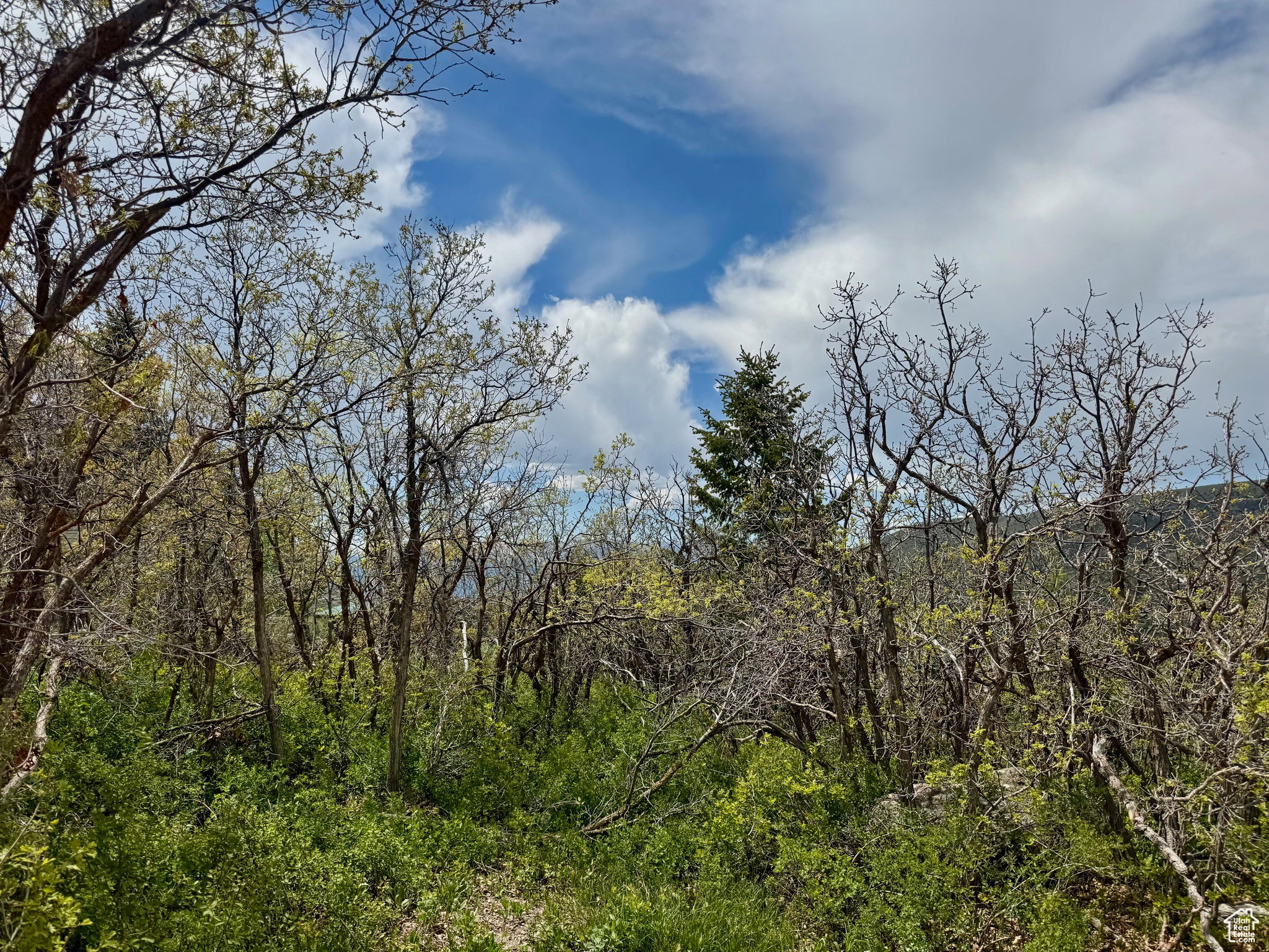 View of tree filled area