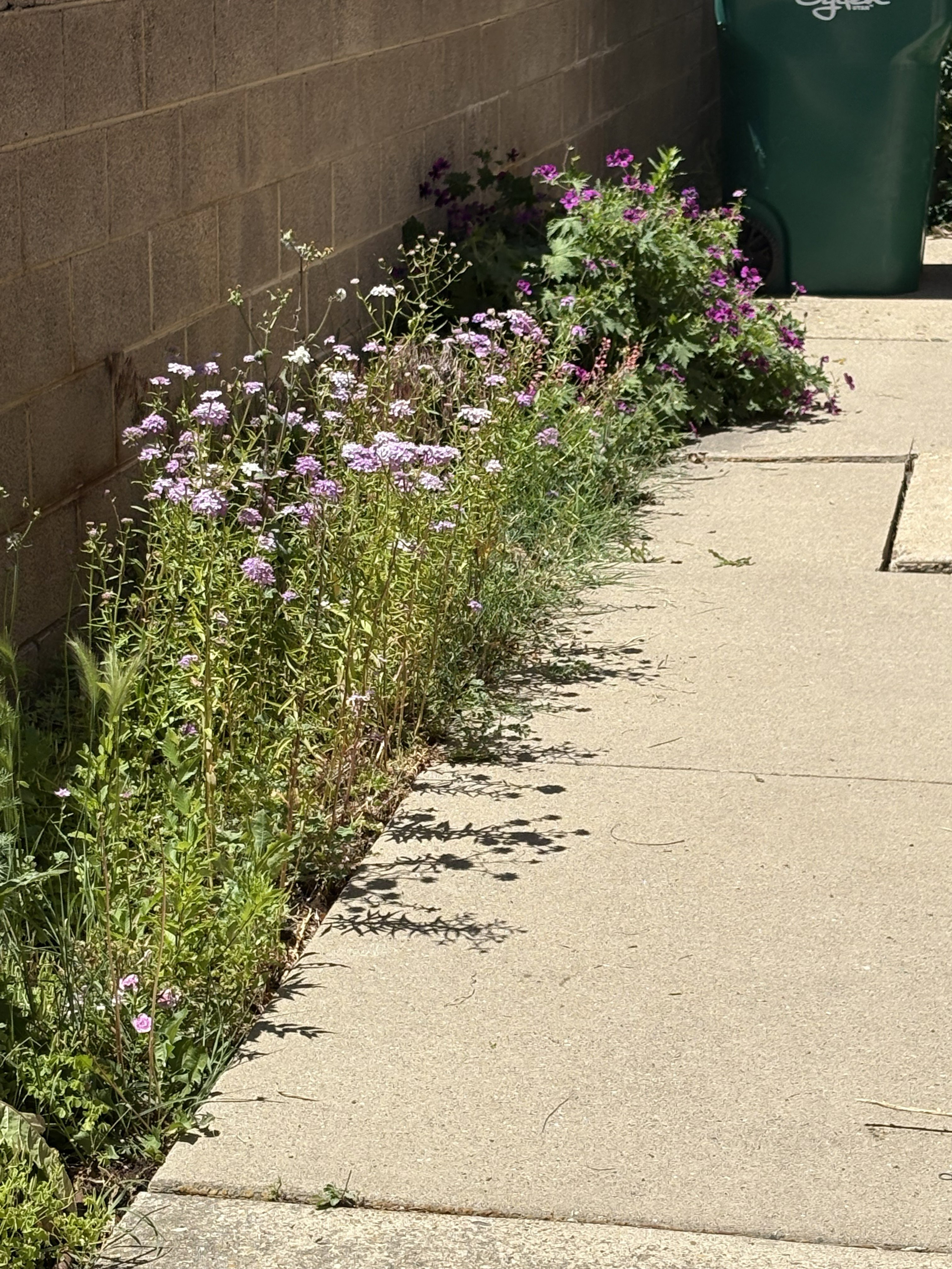 Concrete pathway bordered by natural landscaping and a block wall