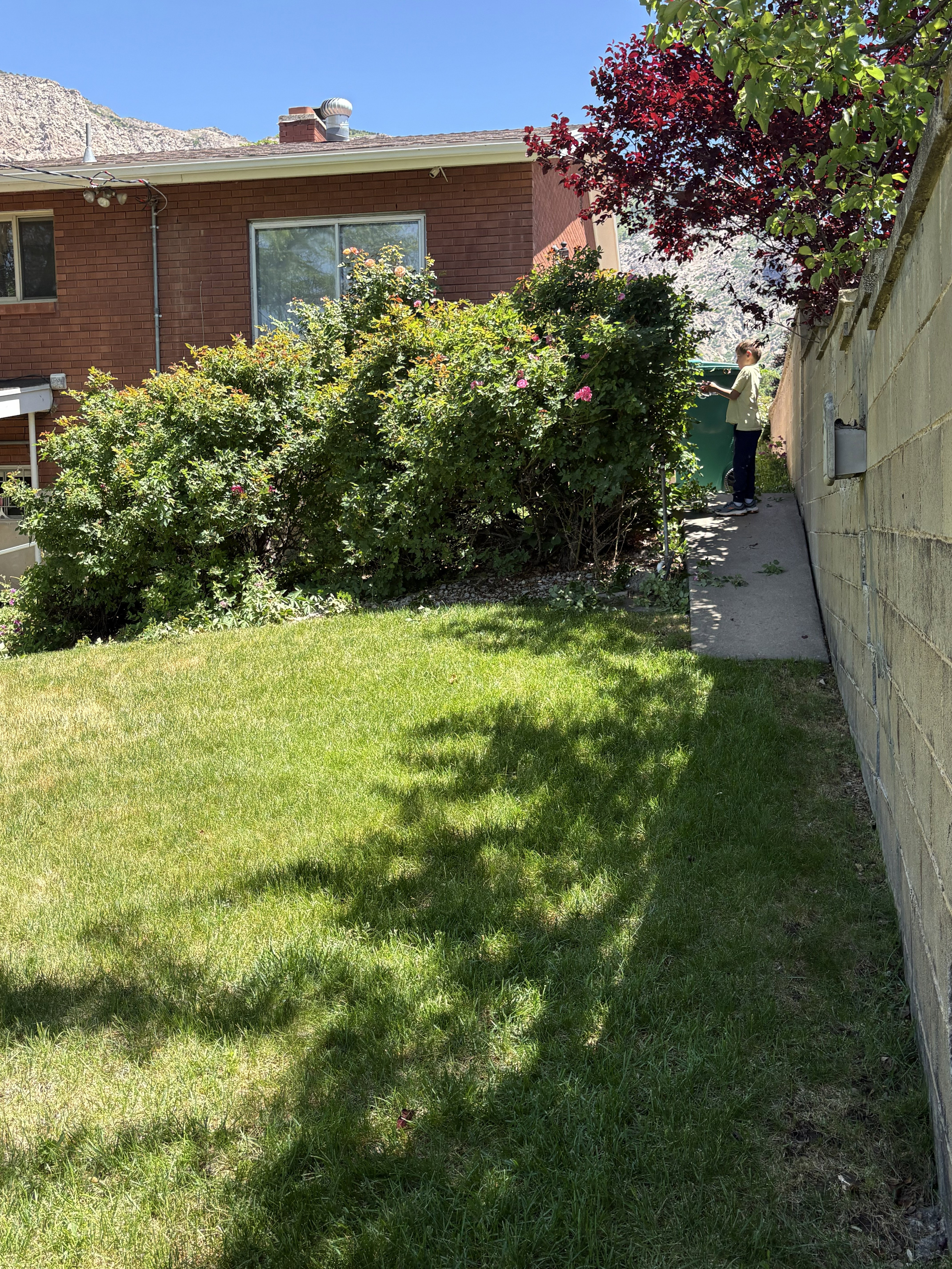 Expansive green lawn with mature shrubbery and established trees bordering a block wall