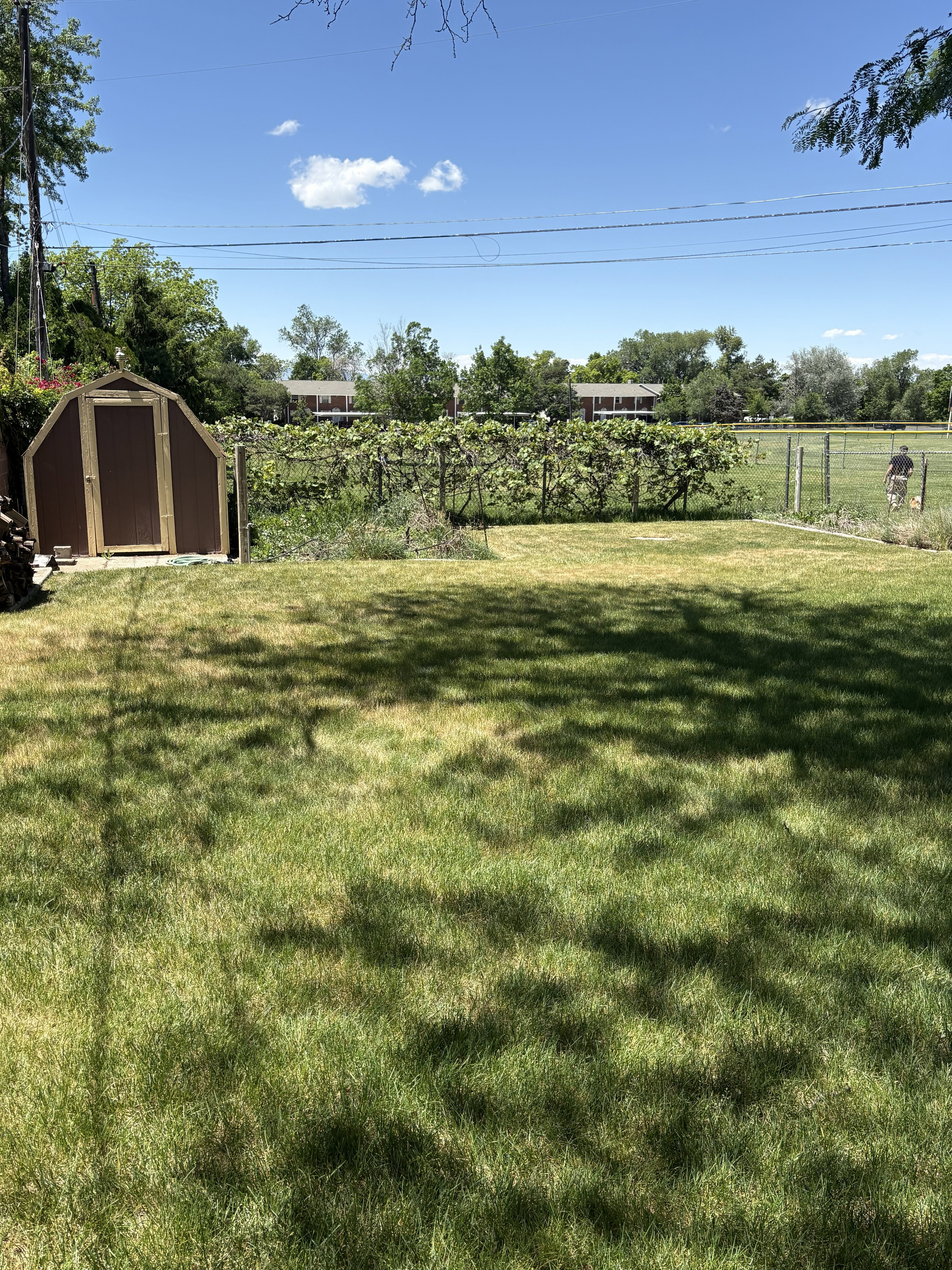 Expansive backyard featuring a manicured lawn, a brown storage shed with a light wood door, and a cultivated vine-covered trellis