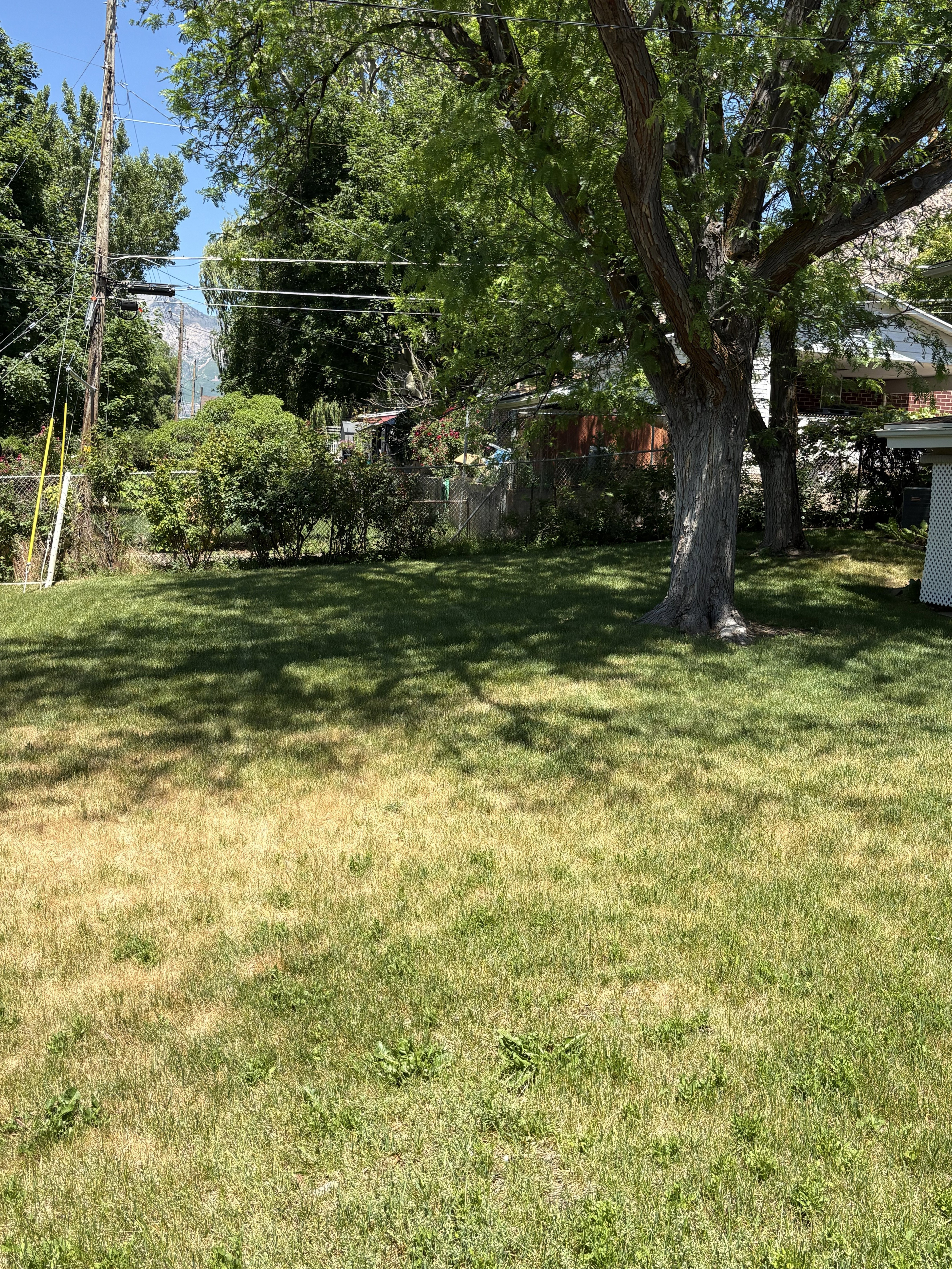 Spacious grass lawn with a large mature tree providing partial shade