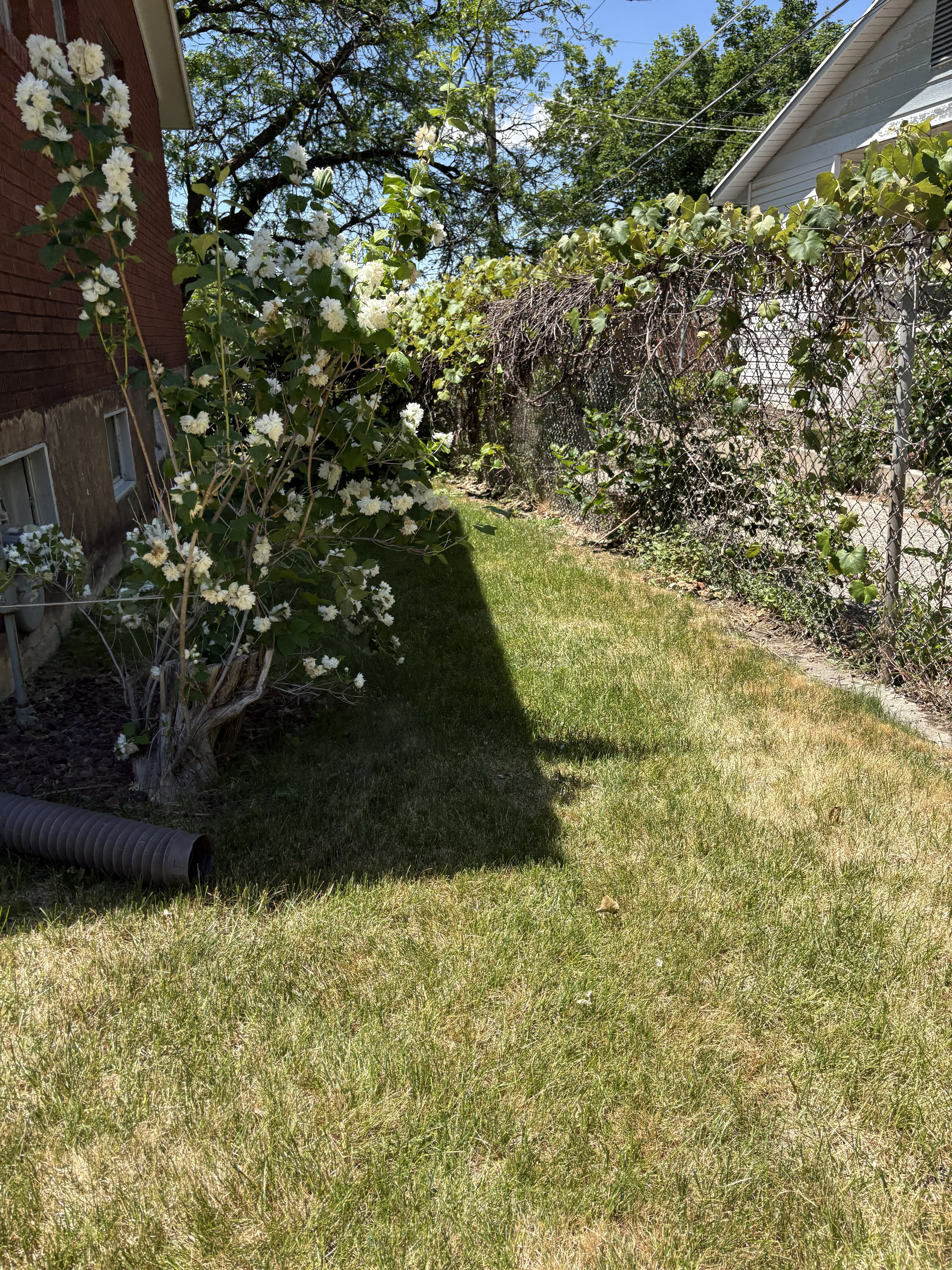 Grassed side yard featuring a blooming shrub and chain-link fencing with established vines