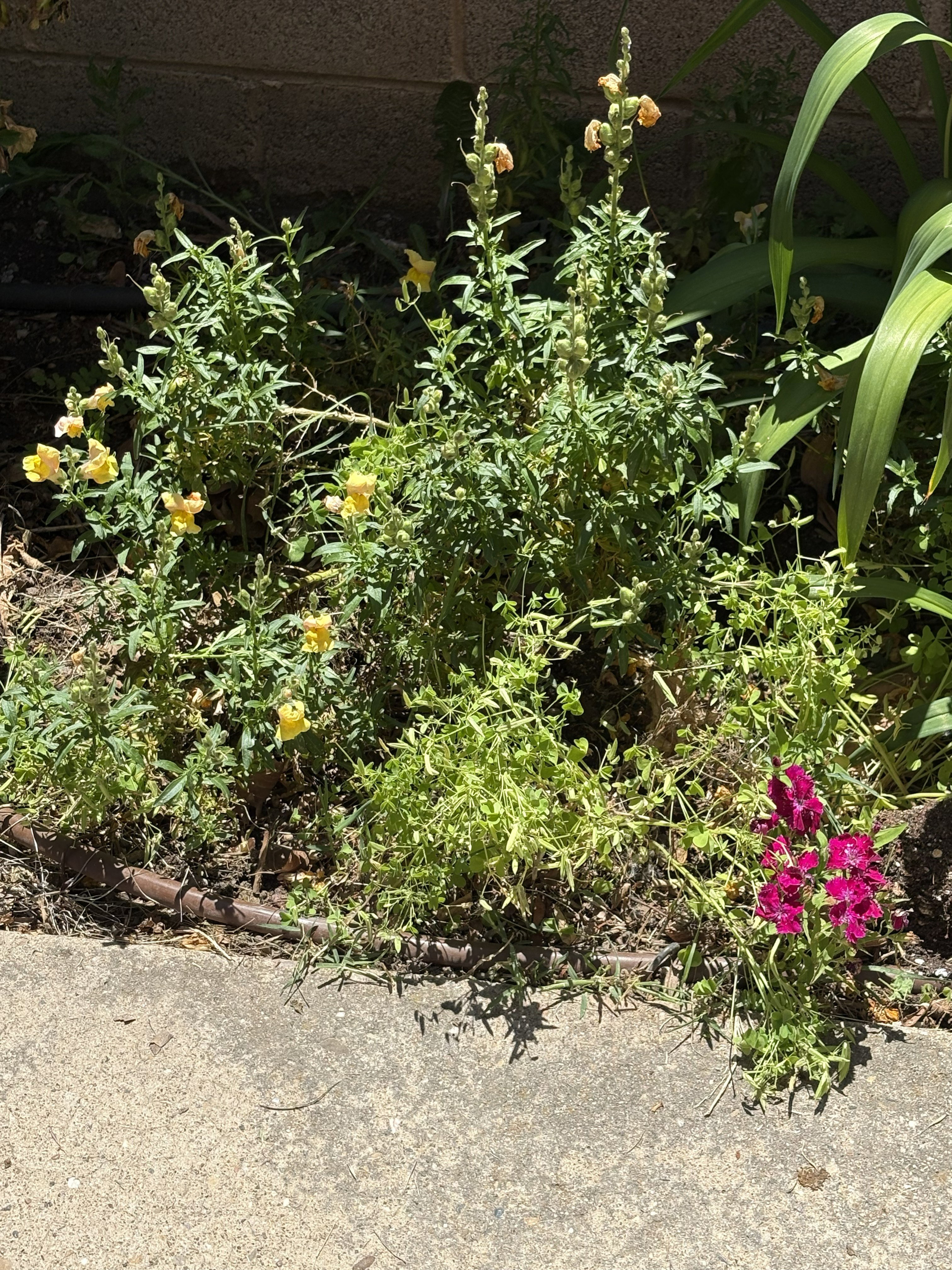Garden bed featuring varied plantings, including yellow and magenta blossoms, with a concrete border