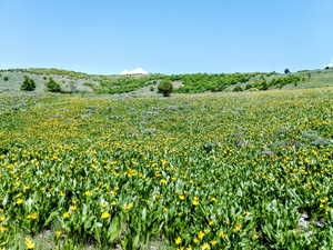 View of local wilderness with large plots for crops and rural landscape