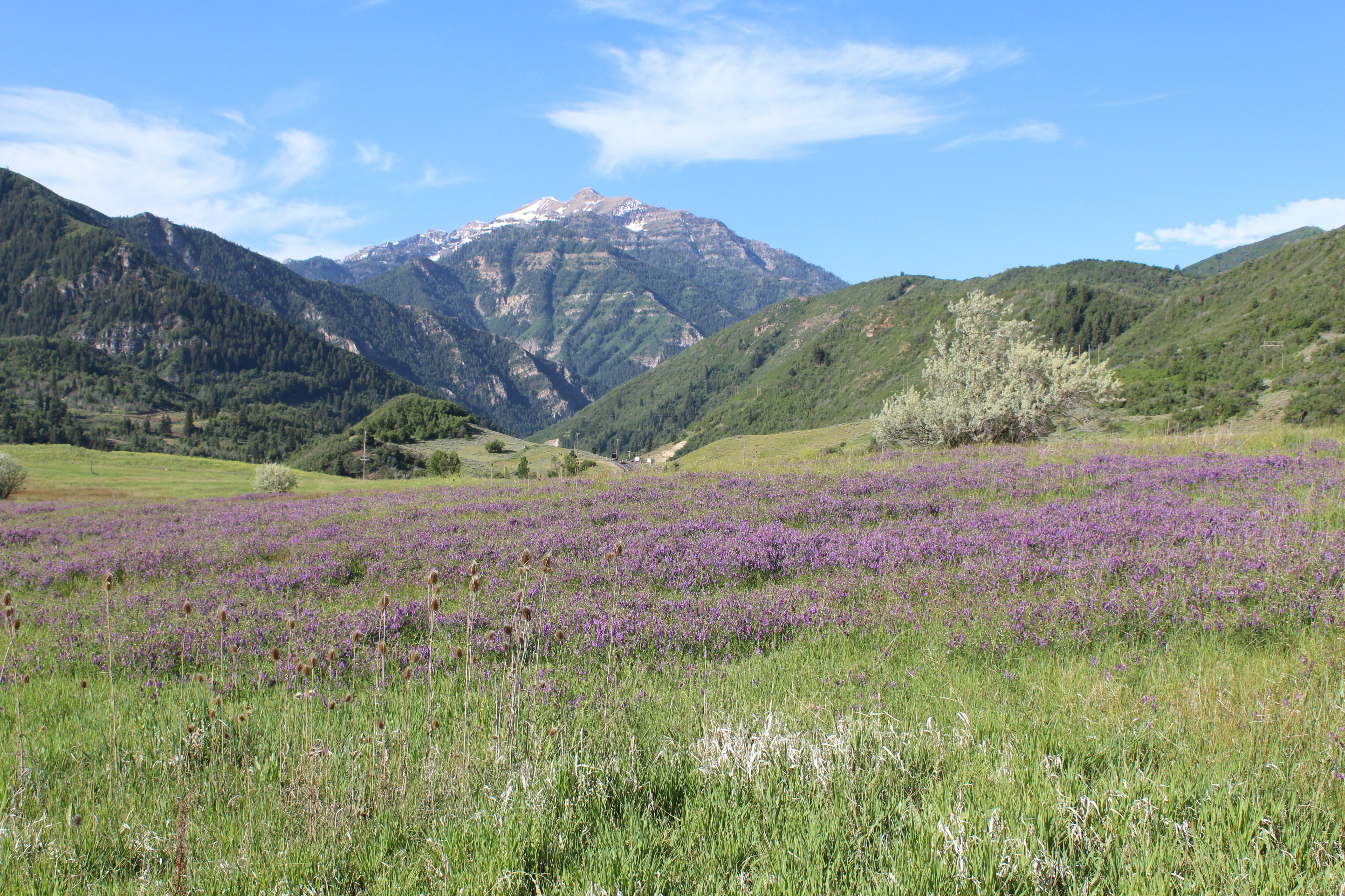Expansive meadow featuring purple wildflowers and green grasses, framed by forested hillsides and a snow-capped mountain