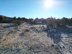 View of local wilderness