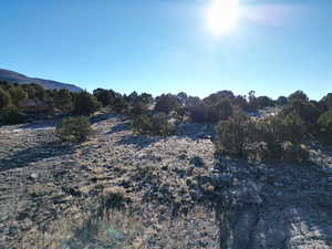 View of local wilderness