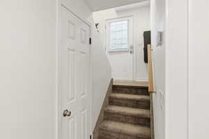 Staircase featuring carpet floors