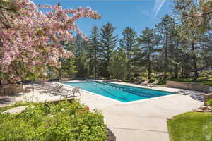 Outdoor pool with a patio area and view of scattered trees