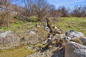 View of local wilderness