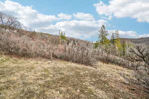 View of local wilderness